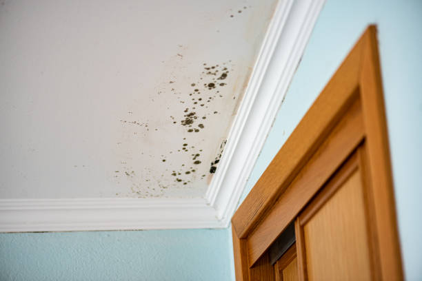 Best Commercial Mold Remediation in Washington, MO