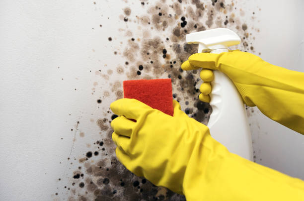 Best Insurance-Related Mold Remediation in Washington, MO